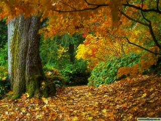 http://iwanlemabang.files.wordpress.com/2009/07/fall-of-autumn-leaves-wallpaper-1.jpg?w=468